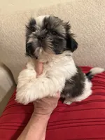 Leonard - AKC Cham..., a male Shih Tzu for sale in Long Beach, CA – 5 of 6