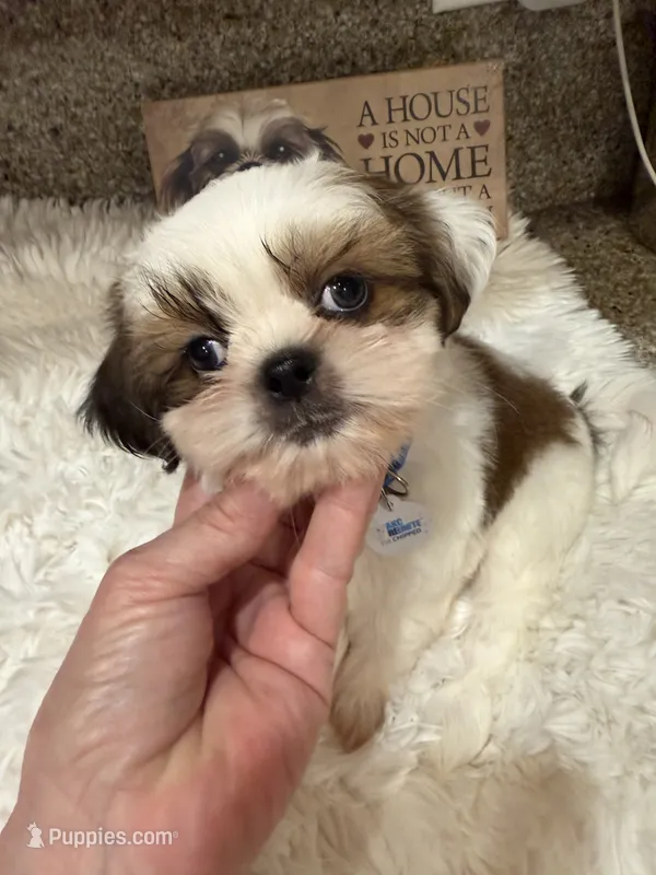 Biscuit Akc Champion 🏆 – Shih Tzu puppy for sale in Long Beach, CA