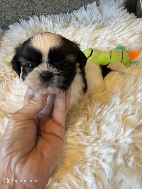 Akc waffles champion 🏆 – Shih Tzu puppy for sale in Long Beach, CA