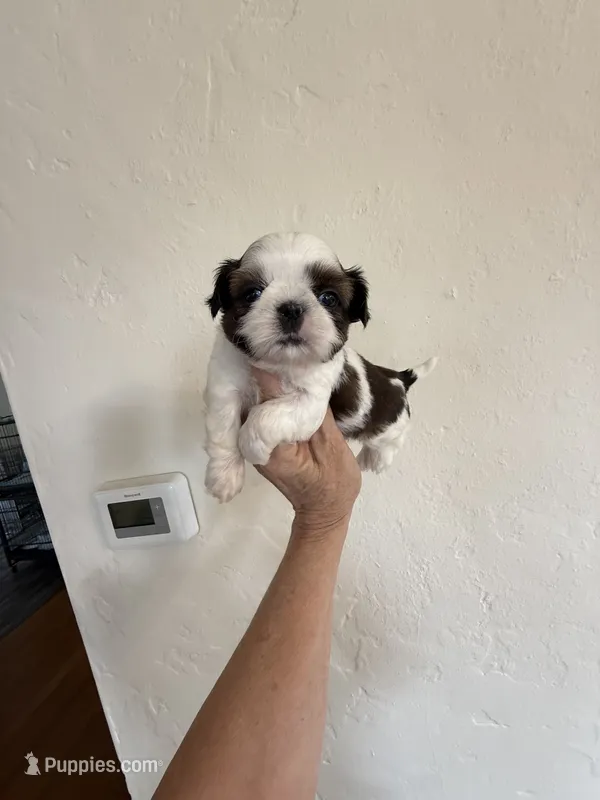 Bentley Akc  Champion Bloodline  – Shih Tzu puppy for sale in Long Beach, CA