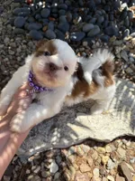 Maple Akc  Champion Bloodline , a female Shih Tzu for sale in Long Beach, CA – 2 of 9