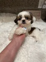 Biscuit Akc Champion 🏆, a male Shih Tzu for sale in Long Beach, CA – 3 of 9