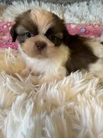 Akc Winnie , a female Shih Tzu for sale in Long Beach, CA – 2 of 7