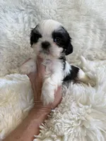 Domino AKC champion🏆, a male Shih Tzu for sale in Long Beach, CA – 2 of 7