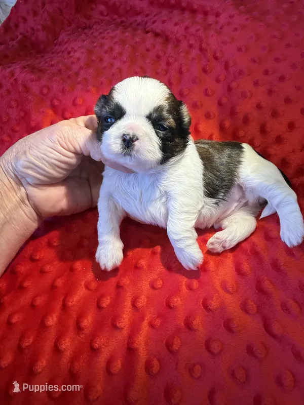 Akc Princess 🏆 – Shih Tzu puppy for sale in Long Beach, CA