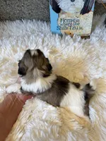 Walter - AKC Champion Bloodline, a male Shih Tzu for sale in Long Beach, CA – 6 of 7