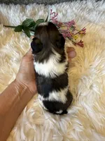 Akc Bonnie Champion 🏆, a female Shih Tzu for sale in Long Beach, CA – 7 of 8