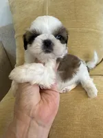 Bentley Akc  Champion Bloodline , a male Shih Tzu for sale in Long Beach, CA – 6 of 7