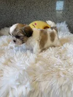 Golden Nugget Akc Champion Bloodline, a male Shih Tzu for sale in Long Beach, CA – 7 of 8