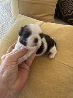 Ying yang Akc Champion Bloodline 🏆, a female Shih Tzu for sale in Long Beach, CA – 4 of 10