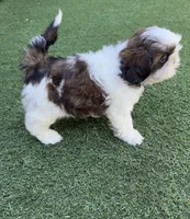 Akc, a male Shih Tzu for sale in Long Beach, CA – 6 of 8