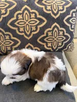 Male #1 AKC Champion 🏆, a male Shih Tzu for sale in Long Beach, CA – 8 of 8