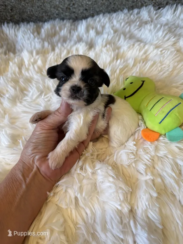 Akc waffles champion 🏆 – Shih Tzu puppy for sale in Long Beach, CA