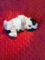Akc Princess 🏆, a female Shih Tzu for sale in Long Beach, CA – 6 of 8