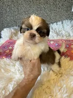 Akc Winnie , a female Shih Tzu for sale in Long Beach, CA – 7 of 7