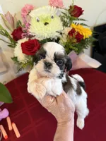 Male #3 AKC 🏆, a male Shih Tzu for sale in Long Beach, CA – 4 of 8