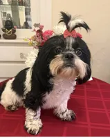 AKC Poppy - Champion Bloodline, a female Shih Tzu for sale in Long Beach, CA – 5 of 9