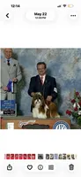 BabyGlamour AKC Champion, a female Shih Tzu for sale in Long Beach, CA – 5 of 5