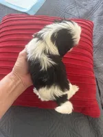 Male #2 champion🏆, a male Shih Tzu for sale in Long Beach, CA – 2 of 2