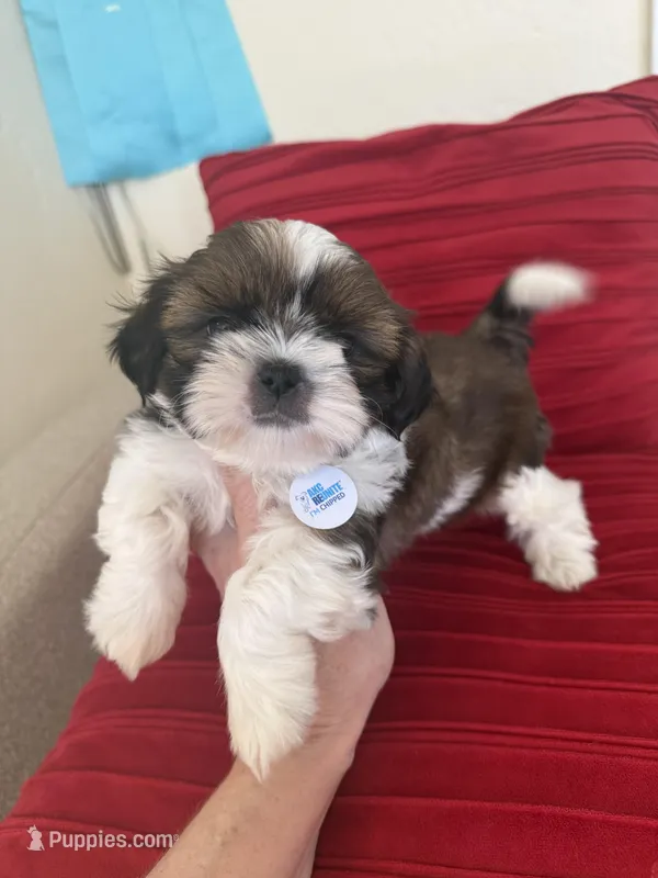 AKC Bentley-Champion 🏆 – Shih Tzu puppy for sale in Long Beach, CA