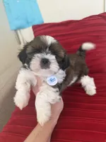 AKC Bentley-Champion 🏆, a male Shih Tzu for sale in Long Beach, CA – Photo 2 of 6