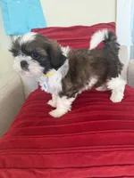 AKC Bentley-Champion 🏆, a male Shih Tzu for sale in Long Beach, CA – Photo 5 of 6