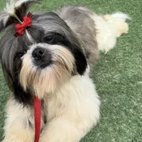 AKC Bentley-Champion 🏆, a male Shih Tzu for sale in Long Beach, CA – Photo 3 of 6