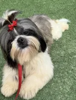 AKC Bentley-Champion 🏆, a male Shih Tzu for sale in Long Beach, CA – Photo 3 of 7