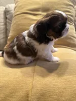 AKC Bentley-Champion 🏆, a male Shih Tzu for sale in Long Beach, CA – Photo 6 of 7