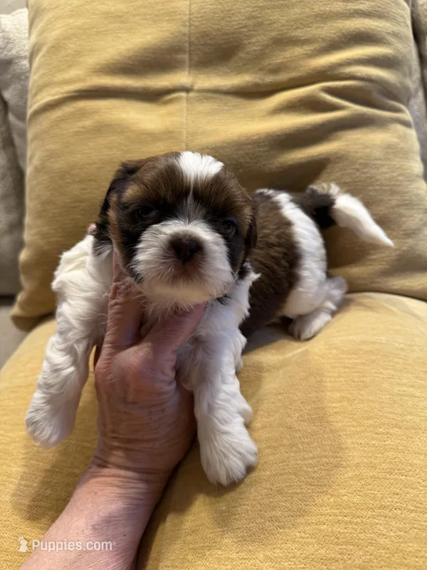 AKC Bentley-Champion 🏆, a male Shih Tzu for sale in Long Beach, CA – Photo 1 of 7