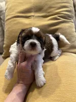 AKC Bentley-Champion 🏆, a male Shih Tzu for sale in Long Beach, CA – Photo 1 of 7