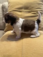 AKC Bentley-Champion 🏆, a male Shih Tzu for sale in Long Beach, CA – Photo 7 of 7