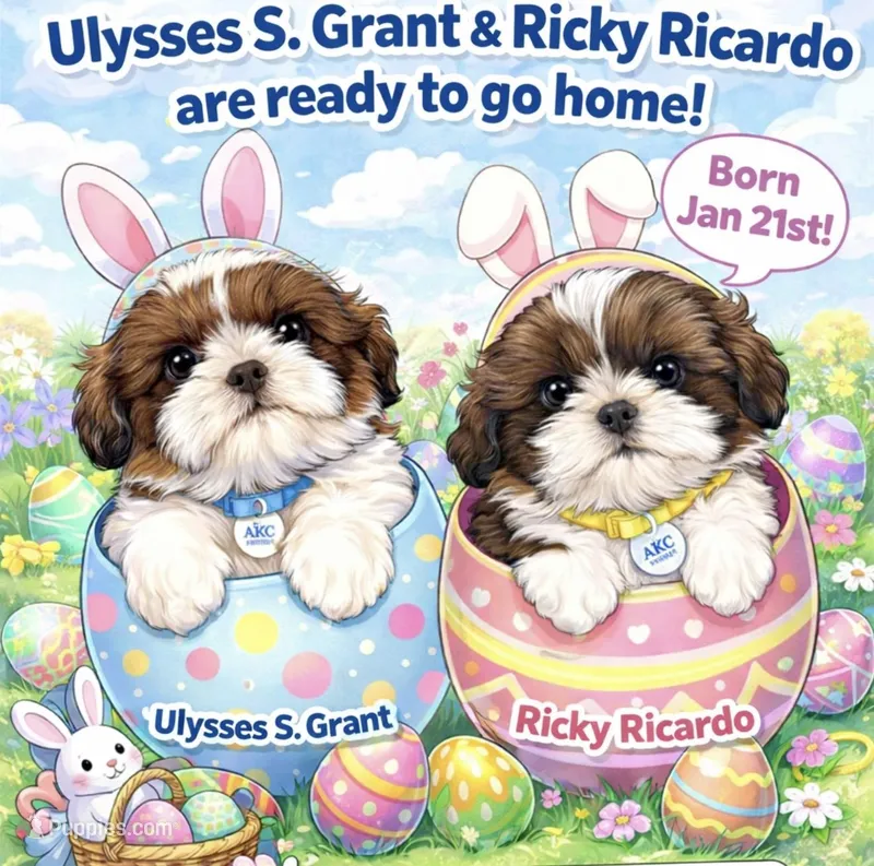 AKC Bentley-Champion 🏆 – Shih Tzu puppy for sale in Long Beach, CA