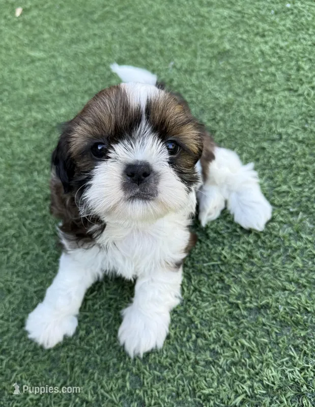 AKC Bentley-Champion 🏆 – Shih Tzu puppy for sale in Long Beach, CA