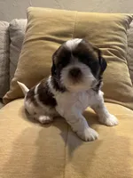 AKC Bentley-Champion 🏆, a male Shih Tzu for sale in Long Beach, CA – Photo 4 of 7