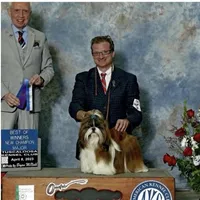 AKC Bentley-Champion 🏆, a male Shih Tzu for sale in Long Beach, CA – Photo 4 of 6