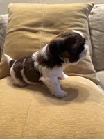 AKC Bentley-Champion 🏆, a male Shih Tzu for sale in Long Beach, CA – Photo 5 of 7