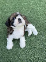 AKC Bentley-Champion 🏆, a male Shih Tzu for sale in Long Beach, CA – Photo 6 of 6