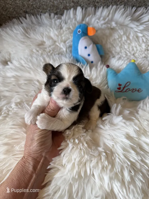AKC Pickles - Champion Bloodline – Shih Tzu puppy for sale in Long Beach, CA