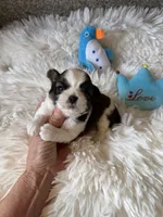 AKC Pickles - Champion Bloodline, a male Shih Tzu for sale in Long Beach, CA – 1 of 7