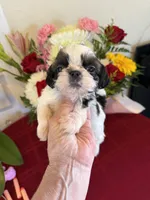 Male #3 AKC 🏆, a male Shih Tzu for sale in Long Beach, CA – 8 of 8