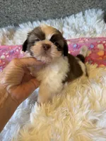 Akc Winnie , a female Shih Tzu for sale in Long Beach, CA – 4 of 7