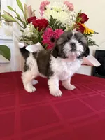 Reina AKC Champion 🏆, a female Shih Tzu for sale in Long Beach, CA – 3 of 8