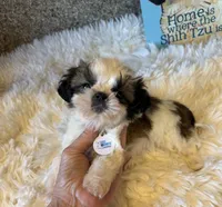Maverick AKC champion🏆, a male Shih Tzu for sale in Long Beach, CA – 1 of 10