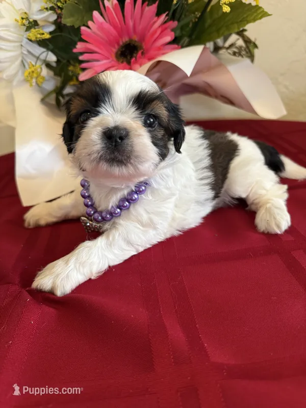 Bandit- AKC Champion 🏆 – Shih Tzu puppy for sale in Long Beach, CA