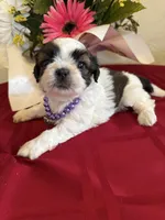 Bandit- AKC Champion 🏆, a male Shih Tzu for sale in Long Beach, CA – 1 of 6