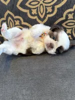 Male #1 AKC Champion 🏆, a male Shih Tzu for sale in Long Beach, CA – 6 of 8