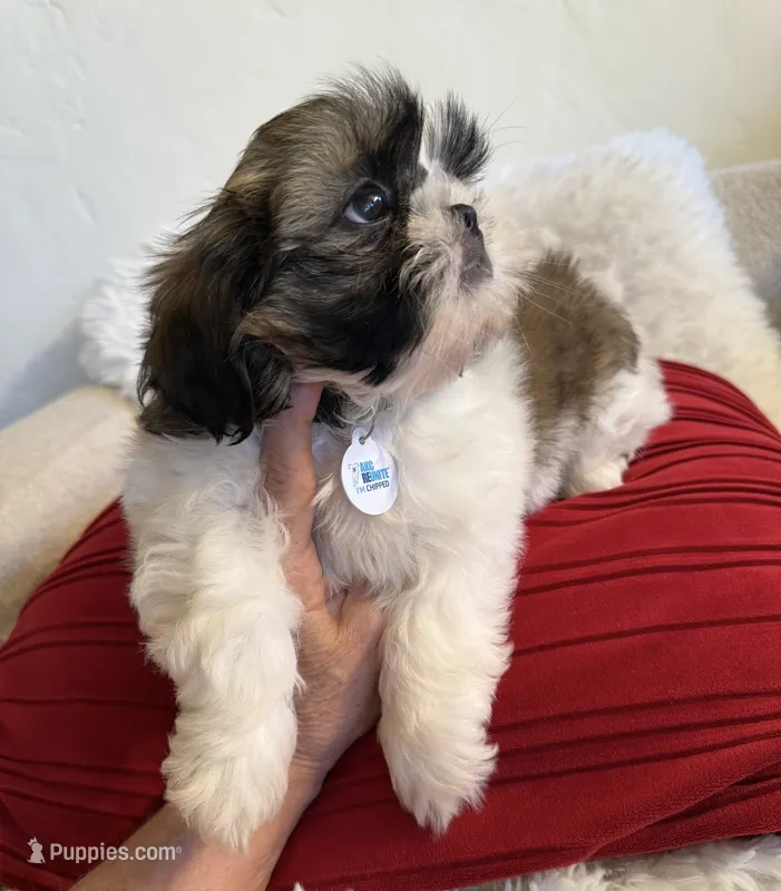 Akc male champion 🏆 – Shih Tzu puppy for sale in Long Beach, CA