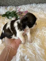 Akc Bonnie Champion 🏆, a female Shih Tzu for sale in Long Beach, CA – 4 of 8