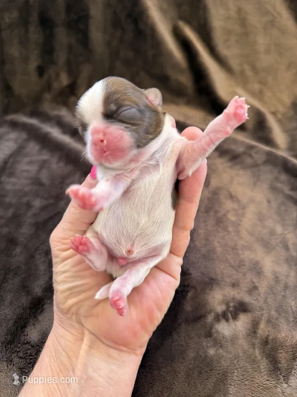 Bentley Akc  Champion Bloodline  – Shih Tzu puppy for sale in Long Beach, CA